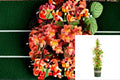 Tangerine Beauty Crossvine 1 Plant – Bignonia capreolata
