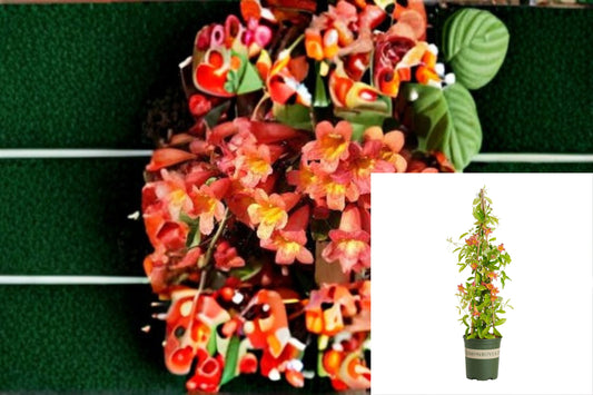 Tangerine Beauty Crossvine 1 Plant – Bignonia capreolata