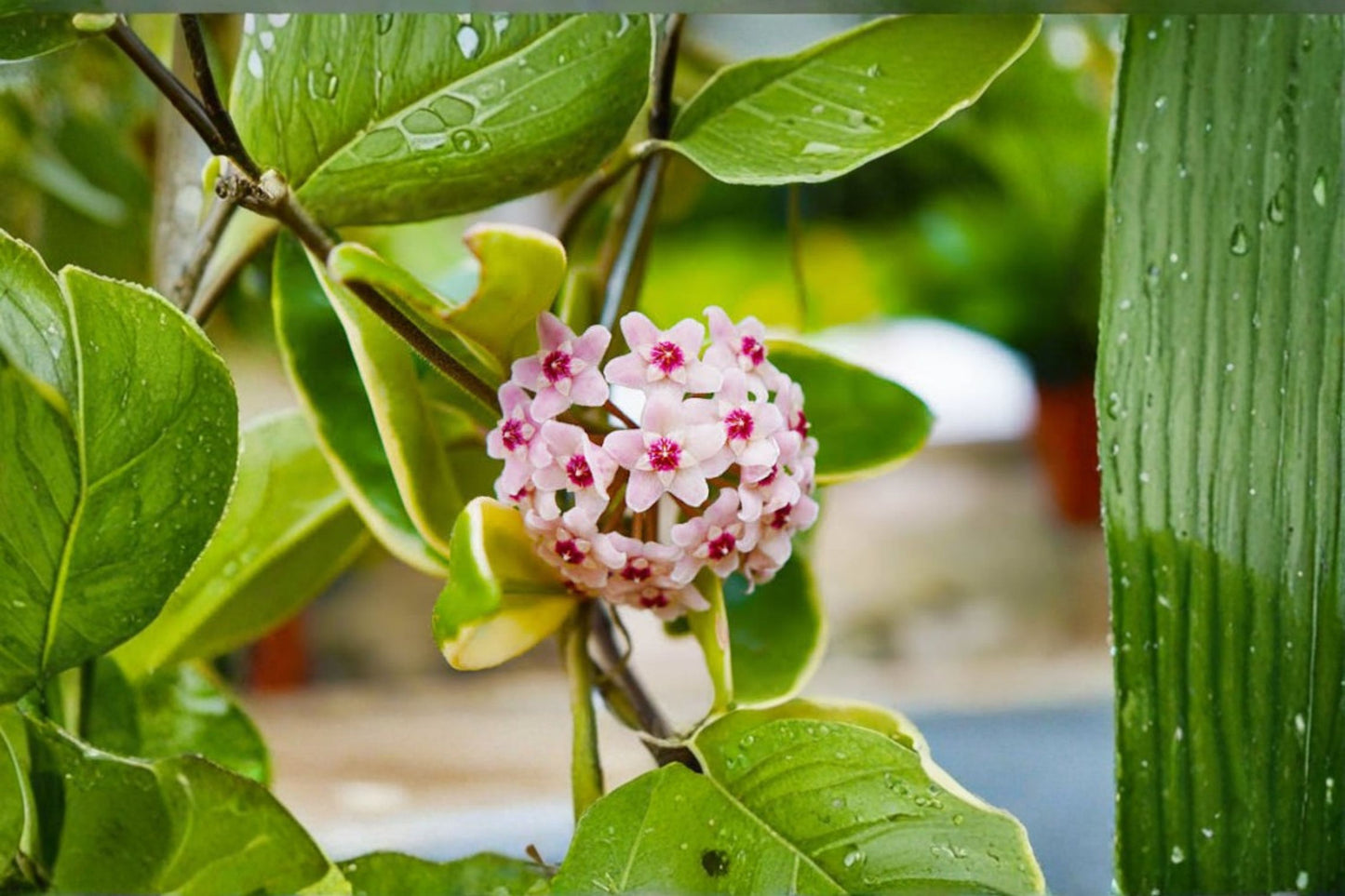 Krimson Queen Hoya Carnosa Live Plant – 7" Tall in 4" Pot – Hoya carnosa 'Krimson Queen'