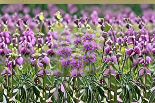 Lemon Mint Seeds Monarda citriodora Purple Wildflower Seeds Fragrant Garden Planting 100 Seeds