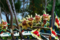 Fragrant Wintersweet Seeds Chimonanthus praecox Yellow Winter Flower Seeds Ornamental Shrub Garden Planting 10 Seeds