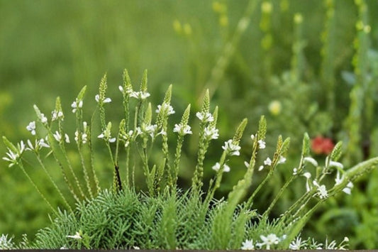 White Vervain Seeds Verbena Urticifolia Native White Wildflower Perennial Shade Garden Plant Pollinator Meadow 100 Seeds