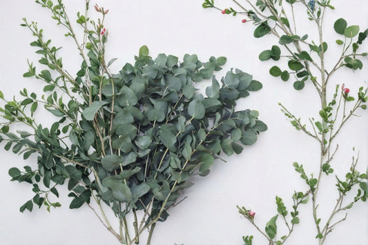 Eucalyptus 2 Plants – Baby Blue & Silver Dollar Eucalyptus