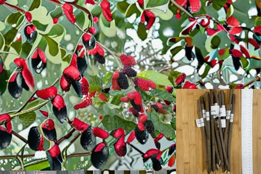 Illinois Everbearing Mulberry 8 Cuttings – Morus alba × rubra