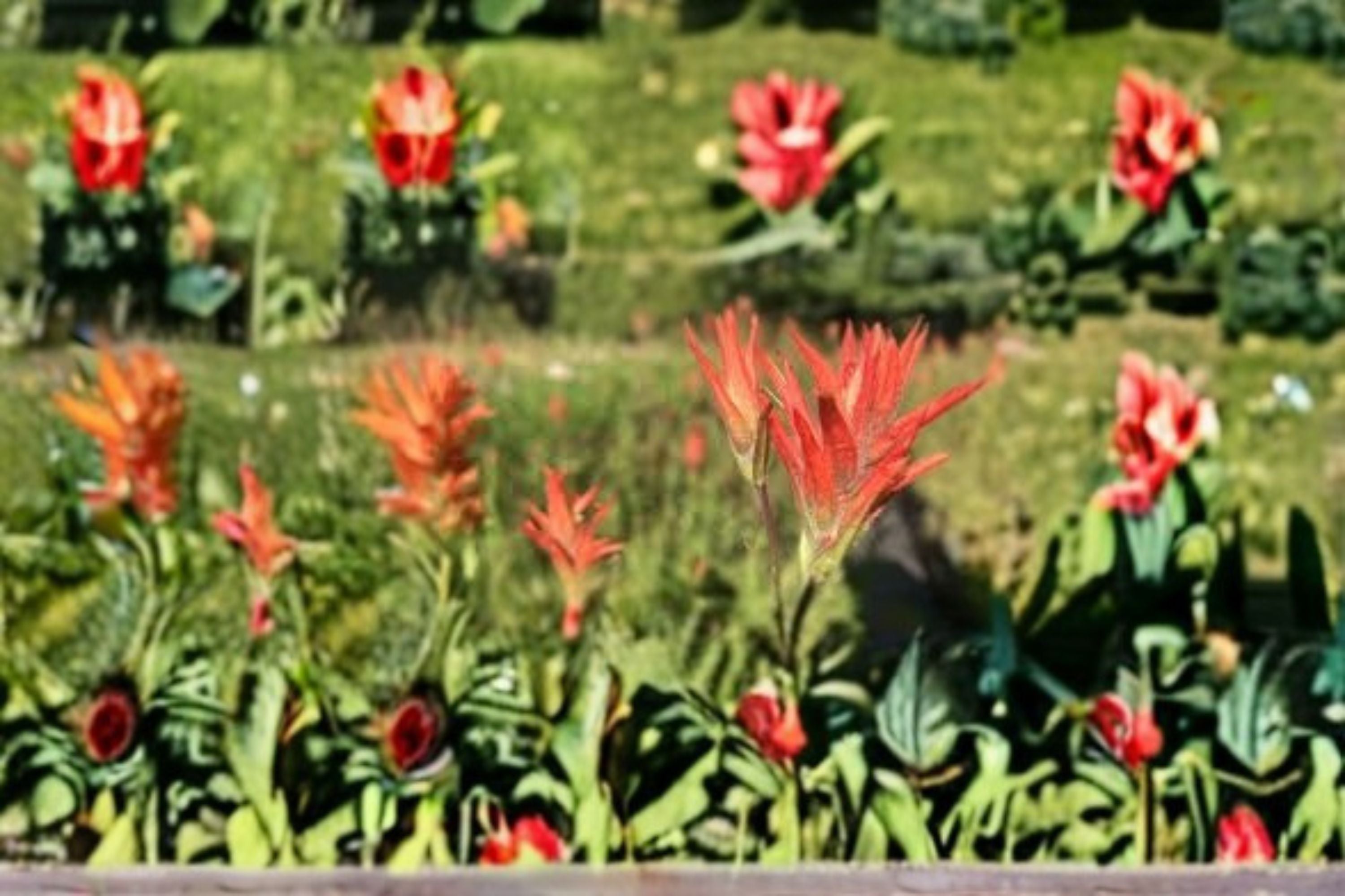 Aspen Paintbrush Seeds Castilleja miniata Red Orange Wildflower Seeds Native Garden Planting 300 Seeds