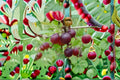 Pixwell Gooseberry 1 Plant – Ribes uva-crispa