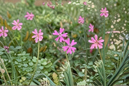Nodding Catchfly Seeds Silene Pendula Pink Annual Wildflower Garden Border Flower Ground Cover Plant 100 Seeds