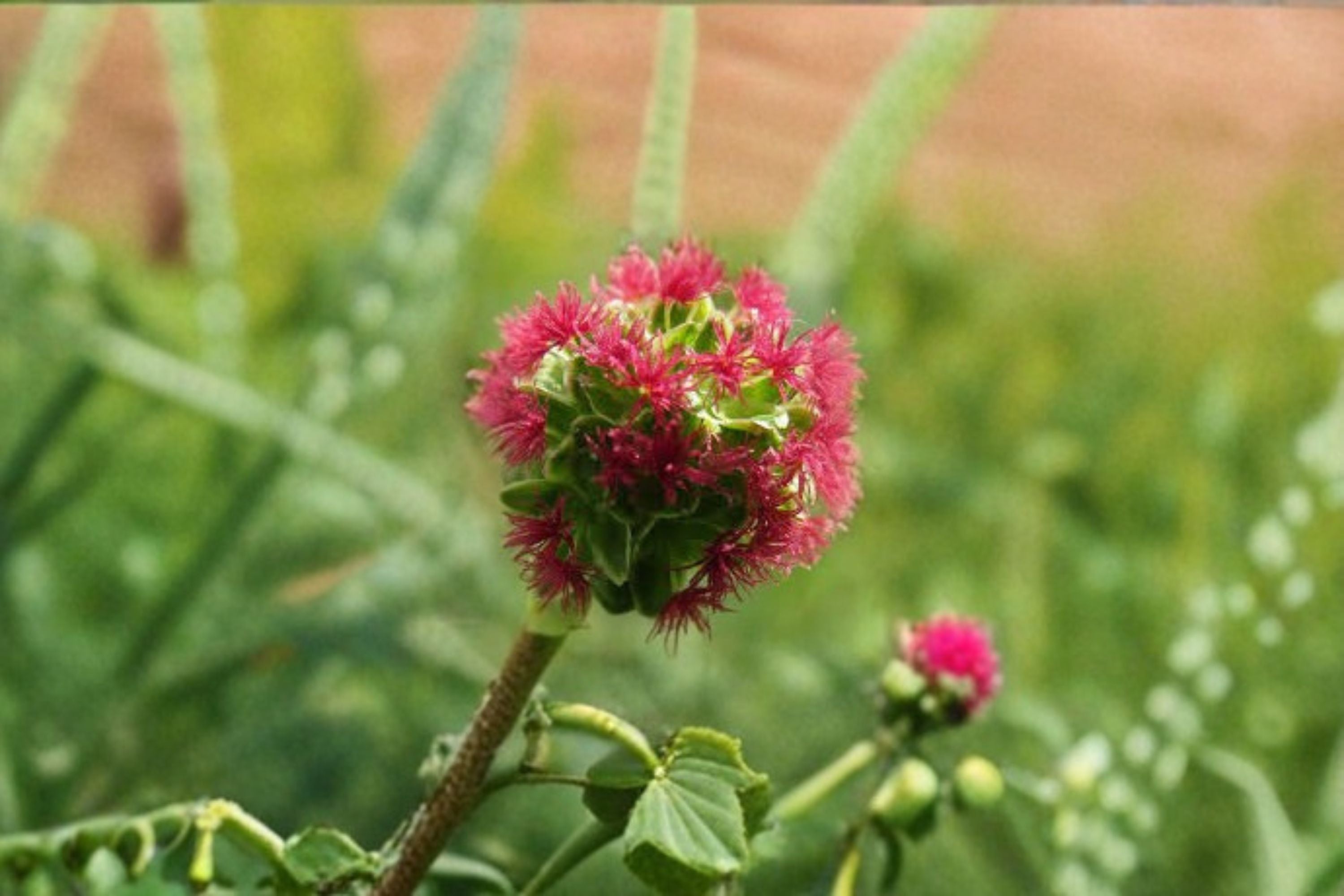 Small Burnet Seeds Sanguisorba Minor Green Herb Like Foliage Perennial Garden Plant Border Meadow Planting 100 Seeds