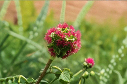 Small Burnet Seeds Sanguisorba Minor Green Herb Like Foliage Perennial Garden Plant Border Meadow Planting 100 Seeds