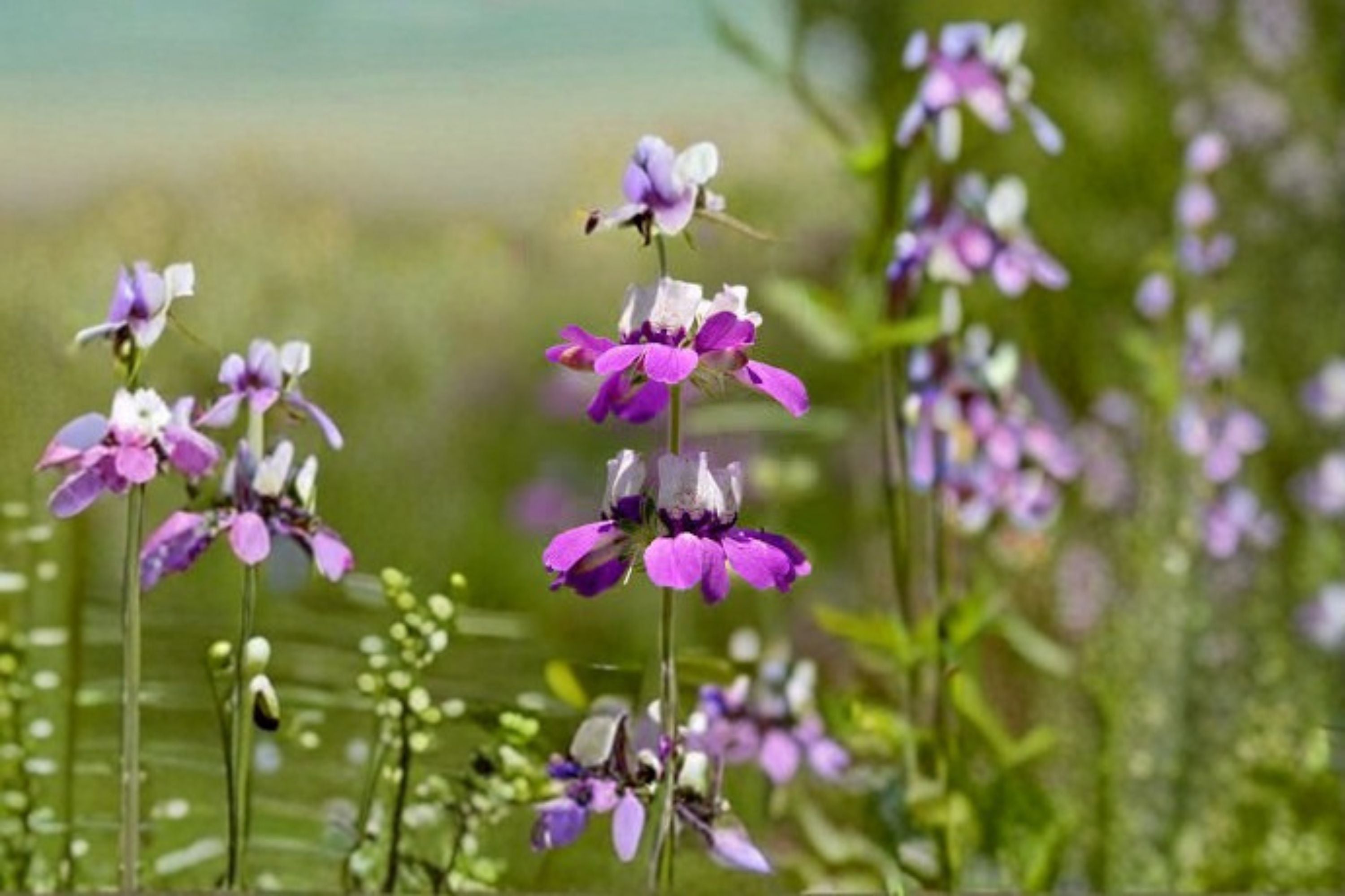 Chinese Houses Seeds Collinsia heterophylla Purple White Wildflower Seeds Annual Garden Flower Planting 100 Seeds