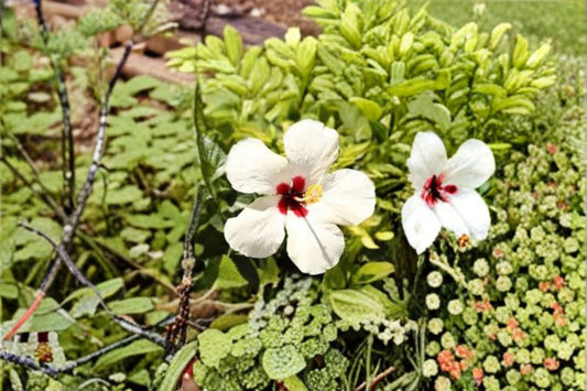 Woolly Rose Mallow Seeds Hibiscus lasiocarpos Pink Native Wetland Flower Seeds Perennial Garden Planting 25 Seeds