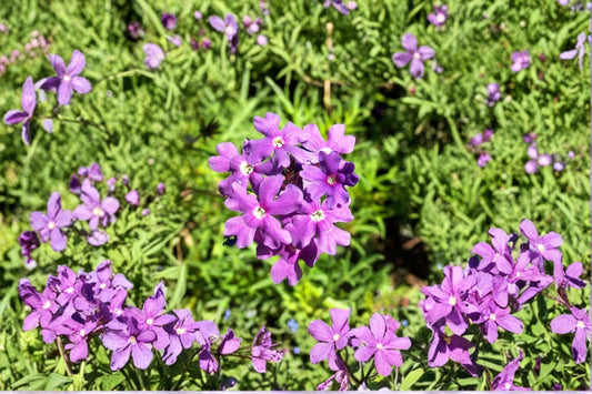 Moss Verbena Seeds Verbena Tenuisecta Purple Ground Cover Annual Flower Garden Border Plant Summer Bloom 100 Seeds