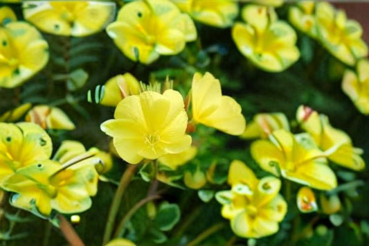 Evening Primrose Seeds Oenothera biennis Yellow Wildflower Seeds Garden Planting 100 Seeds