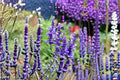 Blue Sage Seeds Salvia Farinacea Mealycup Sage Purple Blue Flower Annual Perennial Garden Plant Border 100 Seeds
