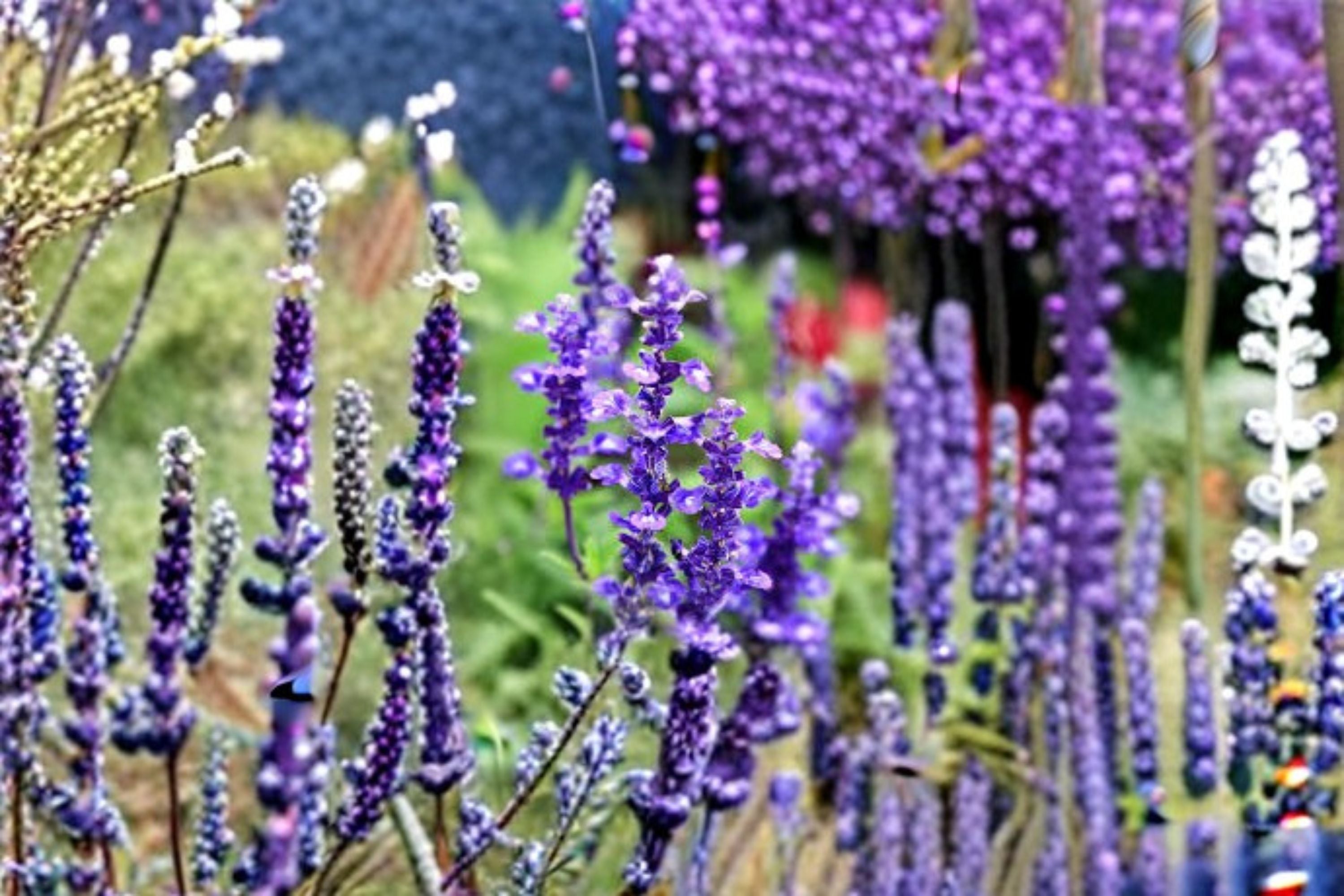 Blue Sage Seeds Salvia Farinacea Mealycup Sage Purple Blue Flower Annual Perennial Garden Plant Border 100 Seeds