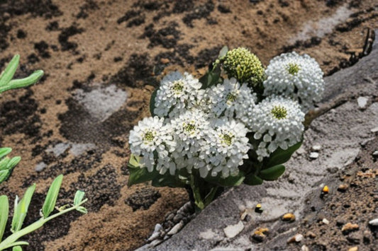 Empress Rocket Candytuft Seeds Iberis amara White Flower Seeds Annual Garden Planting 100 Seeds