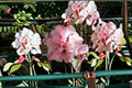 Double Pink Rose of Sharon 1 Plant – Hibiscus syriacus