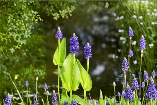 Pickerel Weed Seeds Pontederia Cordata Purple Aquatic Pond Plant Native Marginal Water Garden Plant 10 Seeds