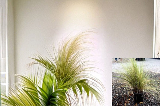 Mexican Feather Grass 1 Plant – Nassella tenuissima