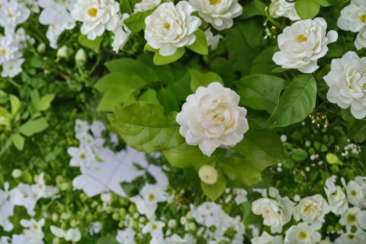 Grand Duke of Tuscany Jasmine 1 Plant – Jasminum sambac