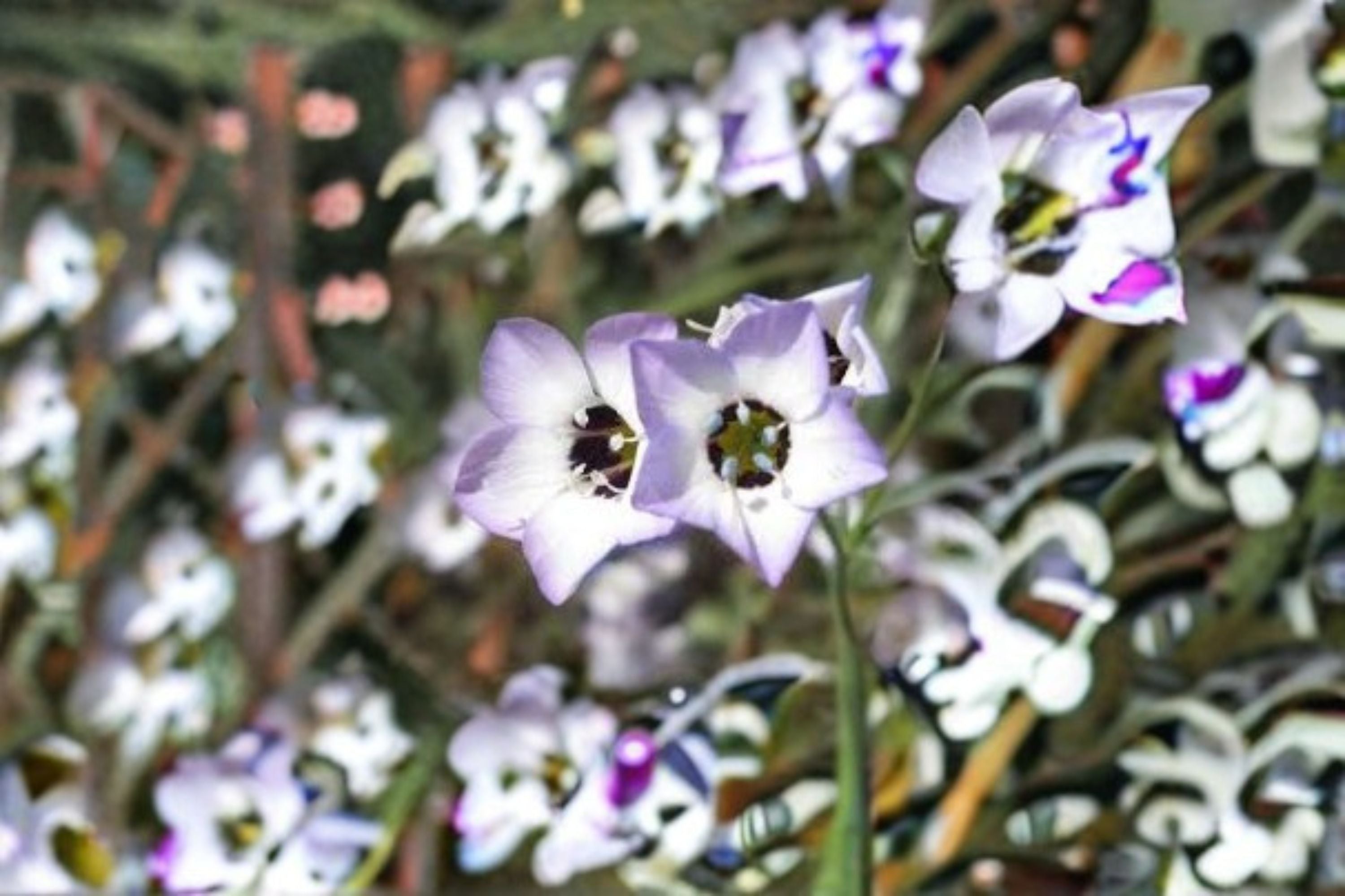 Birds Eyes Seeds Gilia Tricolor Blue Purple White Annual Wildflower Garden Meadow Plant California Flower 100 Seeds