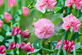 False Confederate Rose Seeds Hibiscus paramutabilis Pink White Flower Seeds Hardy Mallow Garden Planting 10 Seeds