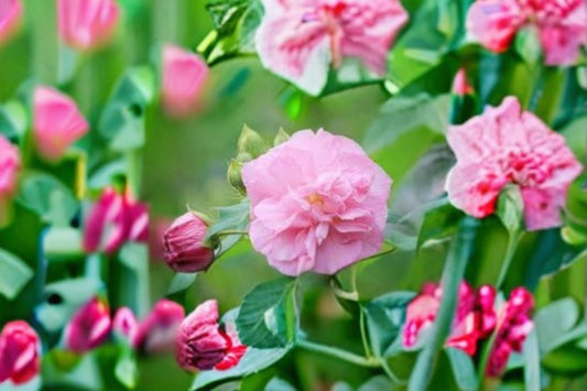 False Confederate Rose Seeds Hibiscus paramutabilis Pink White Flower Seeds Hardy Mallow Garden Planting 10 Seeds