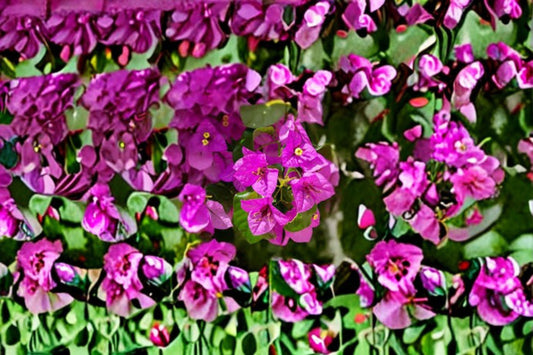 Fuchsia Bougainvillea 7 Cuttings – Bougainvillea spectabilis