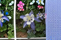 Rocky Mountain Columbine Seeds Aquilegia caerulea Blue White Flower Seeds Native Garden Planting 100 Seeds