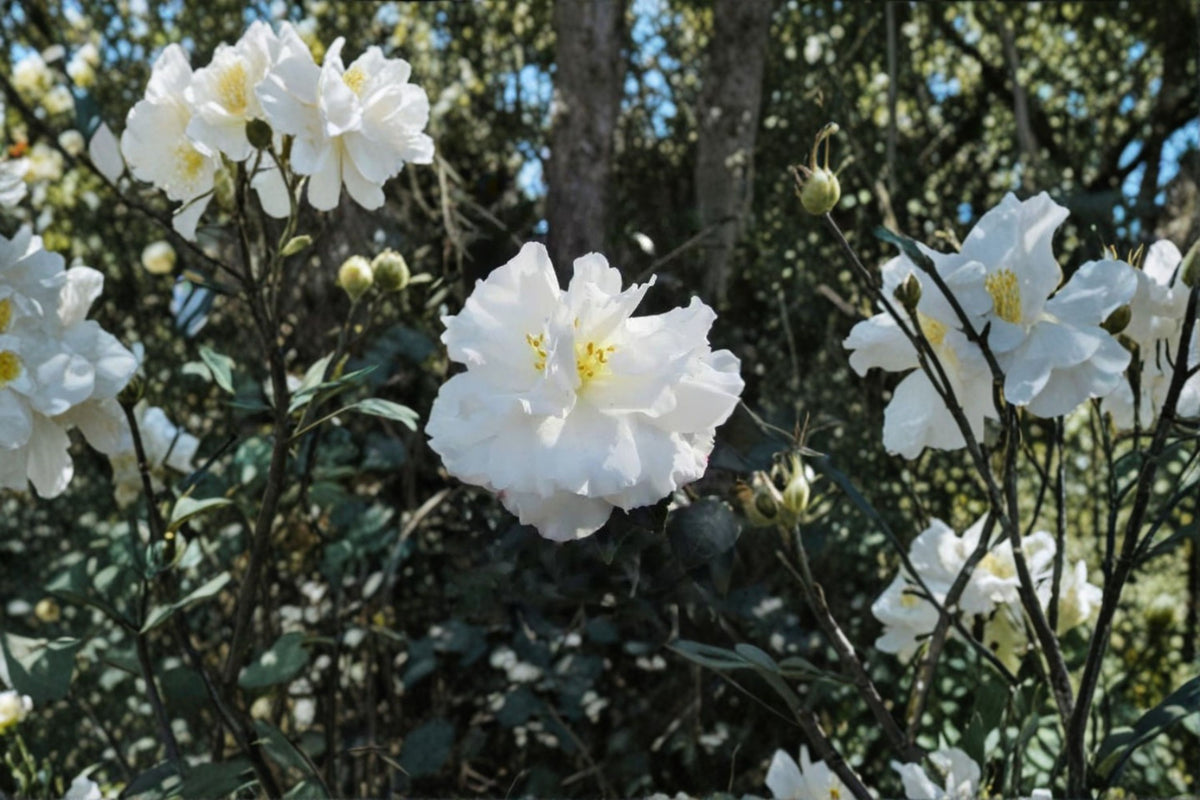 Camellia japonica 'Chisato-No-Aki' Live Plant | Camellia Starter Plant | Evergreen Flowering Shrub | Shade to Partial Sun | Zones 7-10