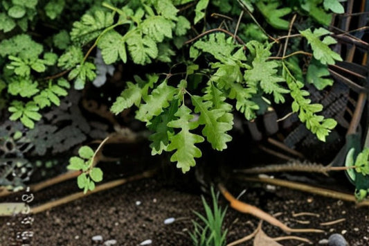 Gambel Oak 1 Plant – Quercus gambelii