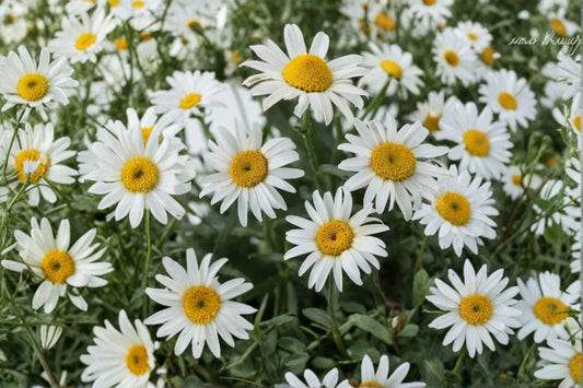 Shasta Daisy 2 Live Plants – 3" Pots – White Flowers – Leucanthemum × superbum