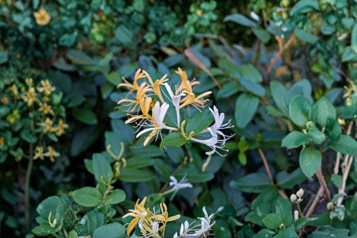 Japanese Honeysuckle Lonicera japonica Cuttings | 10 Live Unrooted Vine Cuttings | Fragrant Flowering Honeysuckle | Climbing Garden Vine