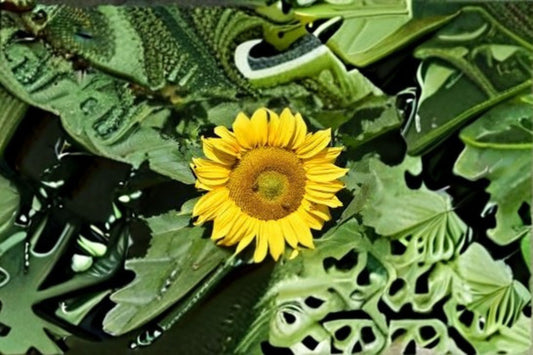 Sunspot Sunflower Seeds Helianthus Annuus Dwarf Yellow Large Bloom Compact Garden Plant Border Container 15 Seeds