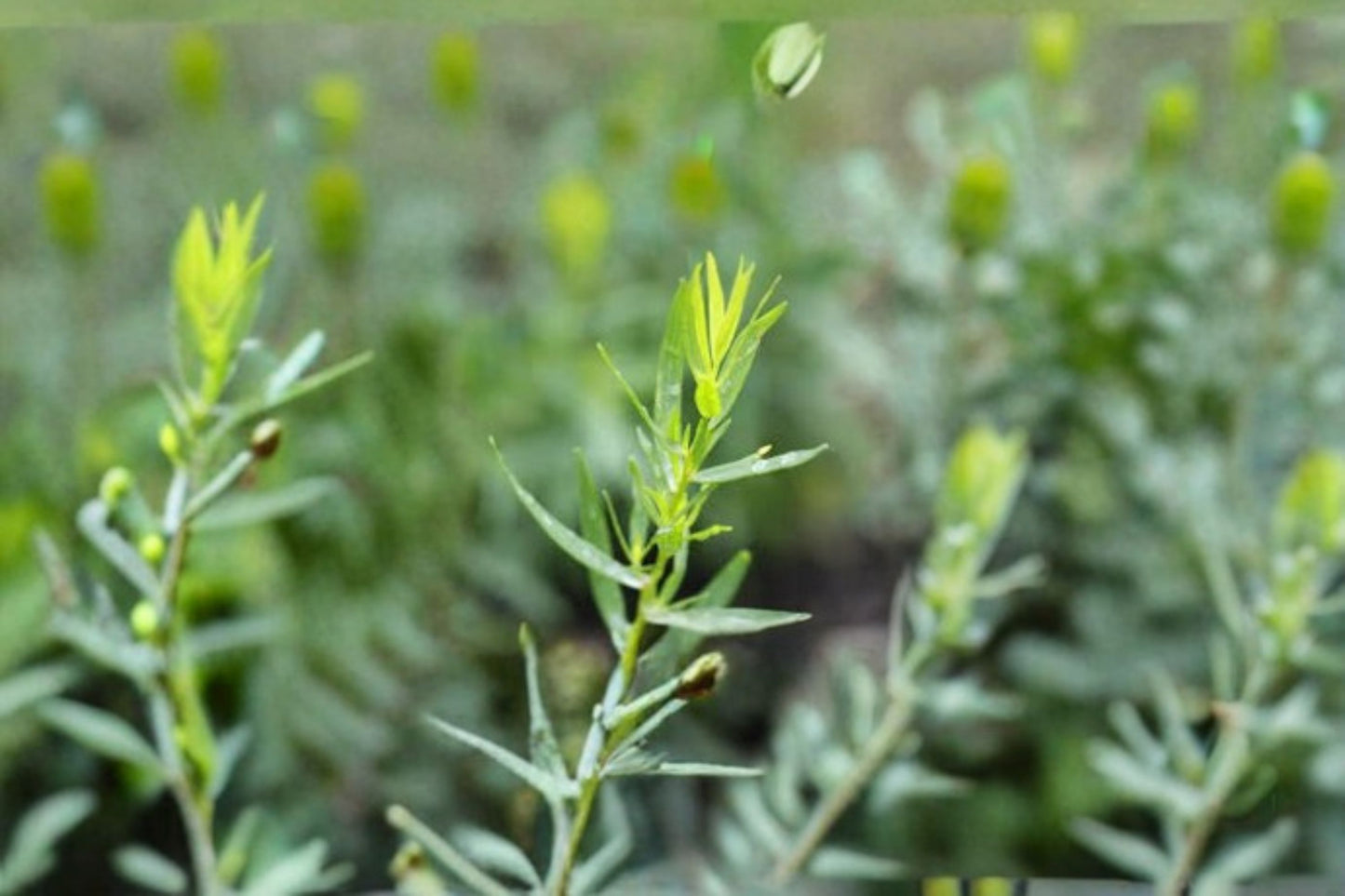 French Tarragon 1 Plant – Artemisia dracunculus