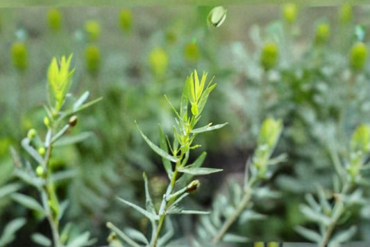 French Tarragon 1 Plant – Artemisia dracunculus