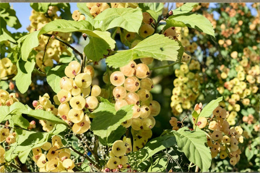 Primus White Currant Live Plant – 1–2 Year Old – Ribes – Zones 3–8
