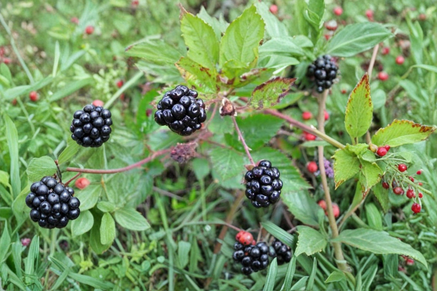 Sawtooth Blackberry 5 Live Rooted Plants – Rubus spp.