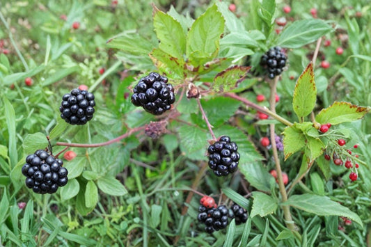 Sawtooth Blackberry 5 Live Rooted Plants – Rubus spp.
