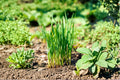 Garlic Chives 1 Plant – Allium tuberosum
