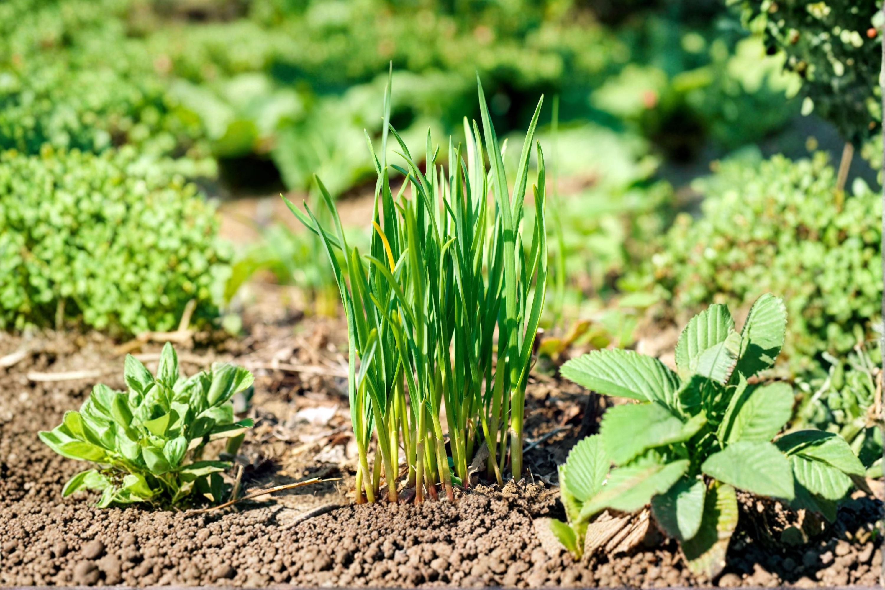 Garlic Chives 1 Plant – Allium tuberosum