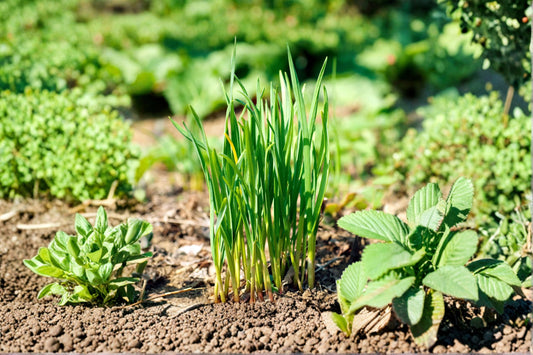 Garlic Chives 1 Plant – Allium tuberosum