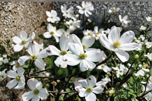 White Dogwood 1 Live Seedling – 10–16 Inches Tall, Quart Pot – Cornu