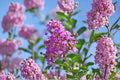Muskogee Crape Myrtle Live Plant – Lavender Flowering Tree