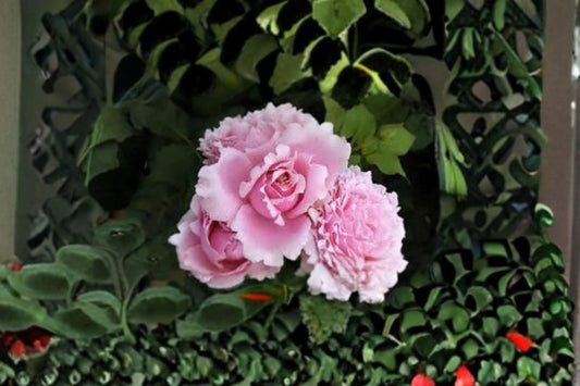 Sophie Rochas Rose Live Plant – Elegant Garden Cut Rose