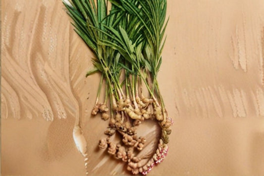 Ginger Live Starter Plant – Zingiber officinale