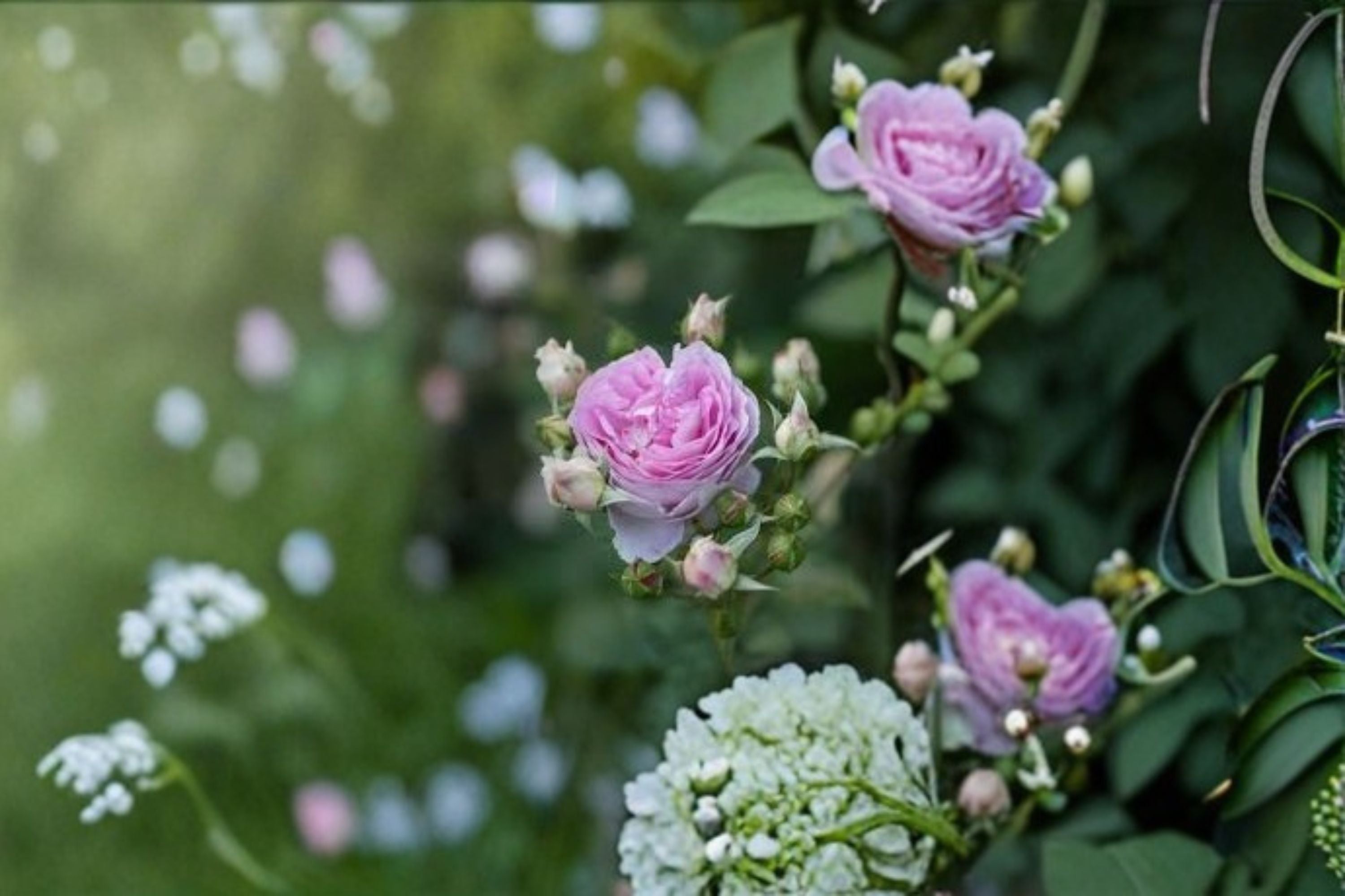 Saphir Rose Live Plant – Blue Purple Tantau Garden Rose