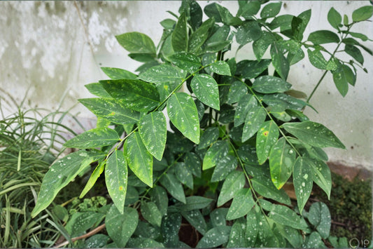 Katuk 8 Cuttings – Sauropus androgynus