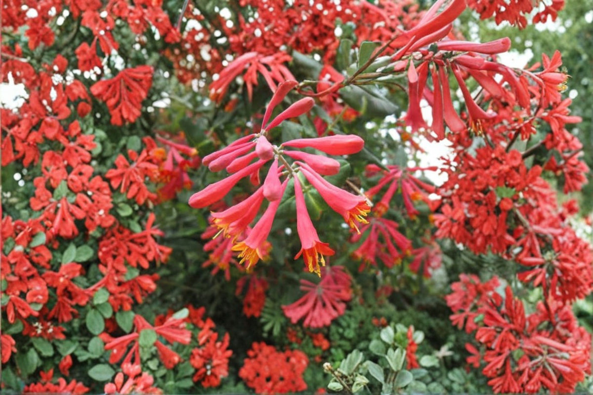 Lonicera sempervirens 'Honey Coral' Live Plant | Native Coral Honeysuckle | Coral Honeysuckle Starter Plant | Climbing Vine | Garden Plant
