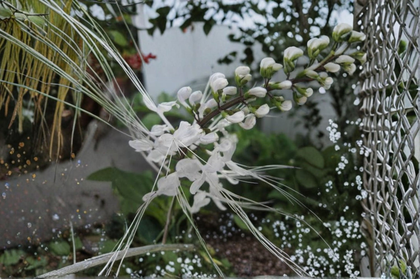 2 White Cat Whiskers Live Plants – 4–6" Tall – Bare Root – Orthosiphon aristatus